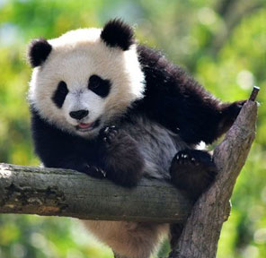 碧峰峽景區(qū)和易景通景區(qū)票務(wù)系統(tǒng)達(dá)成合作協(xié)議