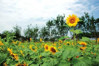 20200709467334.jpg 7779A394D7DD268DAECC425CFD22A0B3.jpg