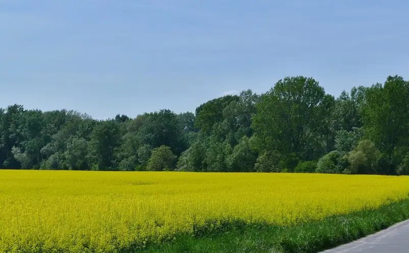 鄉(xiāng)村旅游問題分析、規(guī)劃方法、產(chǎn)品開發(fā)